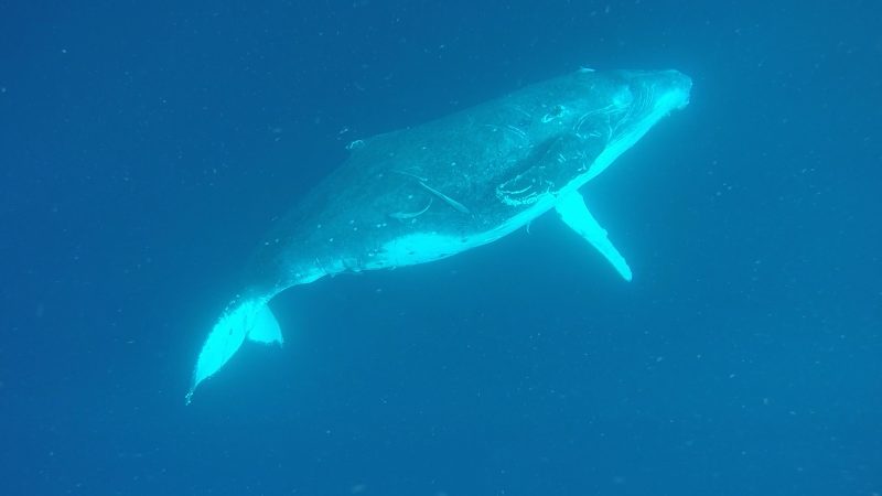 Vava'u Humpback Whale