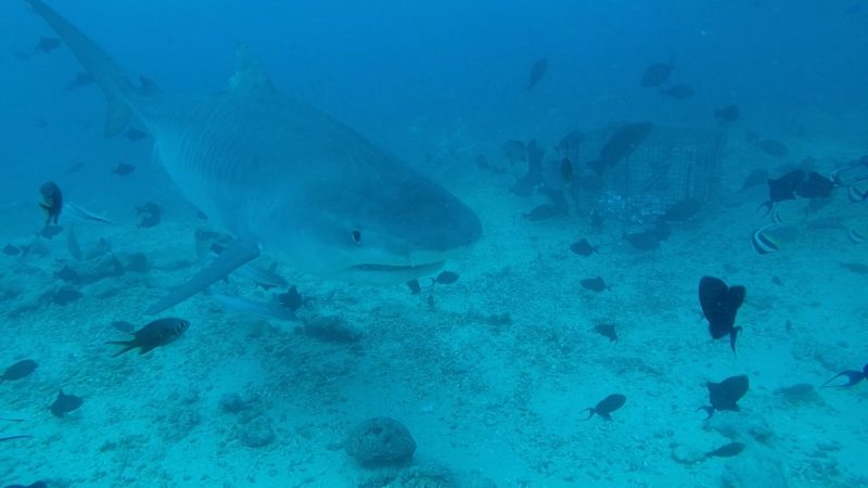 Diving with tiger sharks and bull sharks in Beqa Island Fiji - this tiger shark stayed pretty close to us for 30mkins