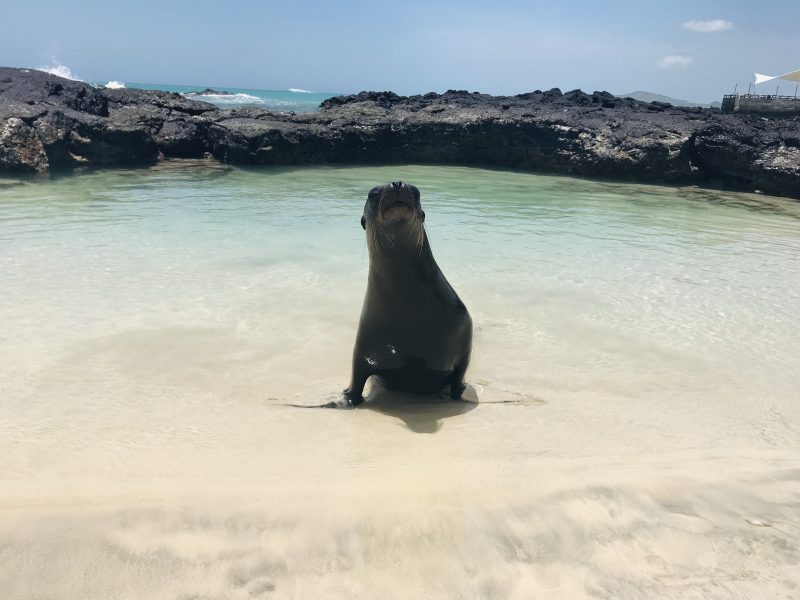Galapagos islands - playing with the sea lions on the beach