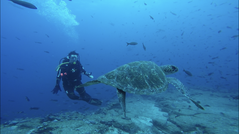 Galapagos Islands diving - sea turtles next to Wolf and Darwin Islands