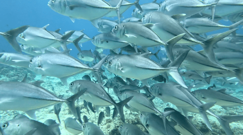 Koh Tao - BigEye Trevally by Sail Rock 
