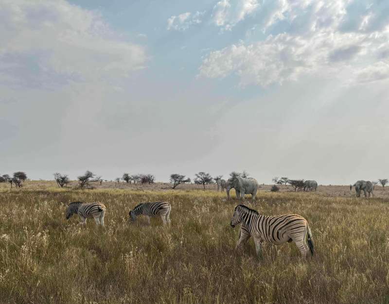 Zebras and elephants ,Etosha National Park Namibia