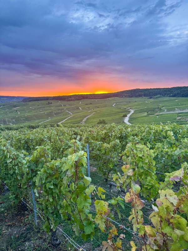 Sunsets across the vines in Hautvillers