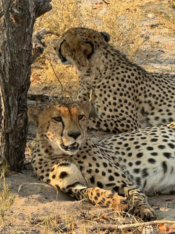 Cheetahs resting in the Okavango Delta, Botswana